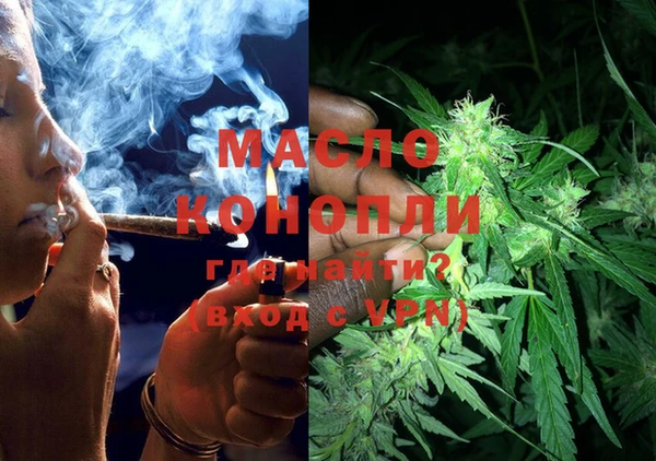 сатива Новозыбков